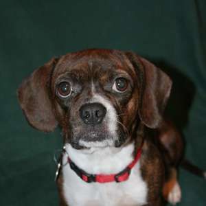 Meet your Posher, Dana